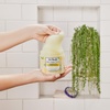 Dr Teal’s Shea Sugar Scrub, Lavender Essential Oils, 19 oz (Pack of 3)(Lemon Balm with Prebiotics)